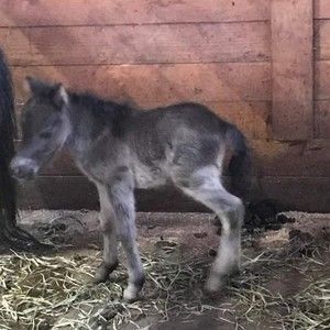 Meet your Posher, Sharon